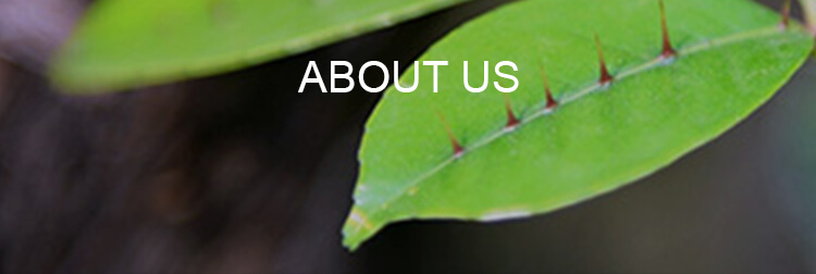 about us